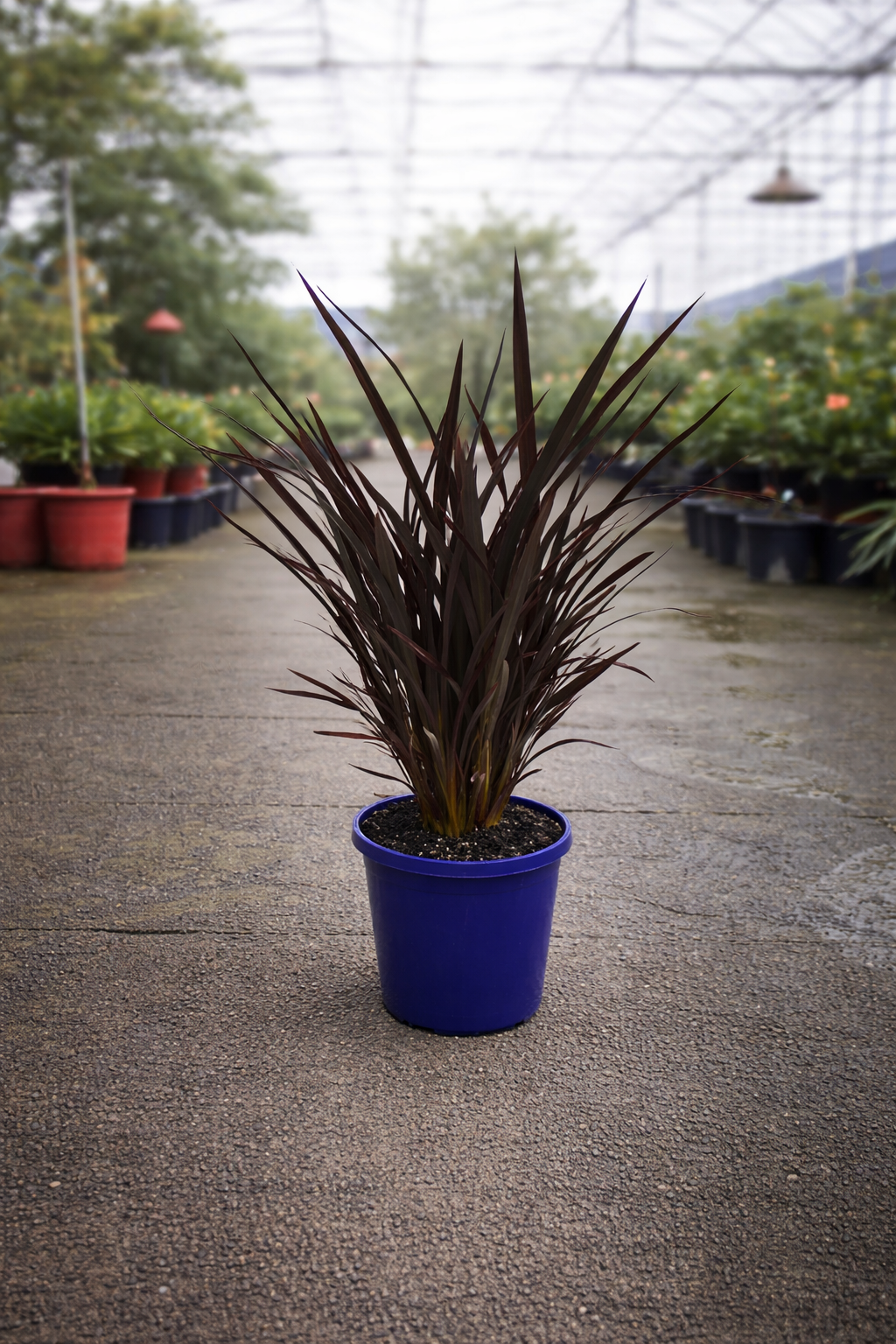 Black Rage Phormium New Zealand Flax by The Nurso with dark, sword-shaped leaves in a garden setting