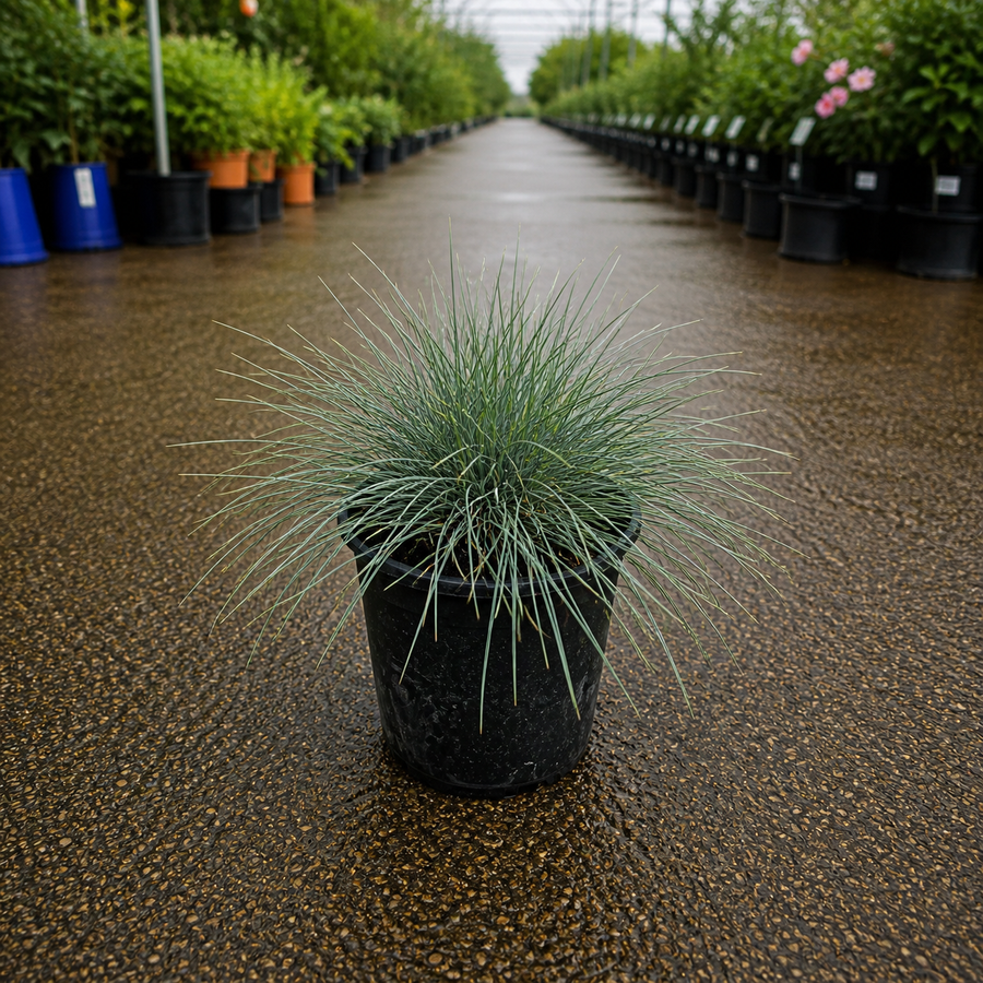Close-up of Festuca glauca grass from The Nurso, showcasing its blue-green, fine-textured foliage in a natural outdoor setting.