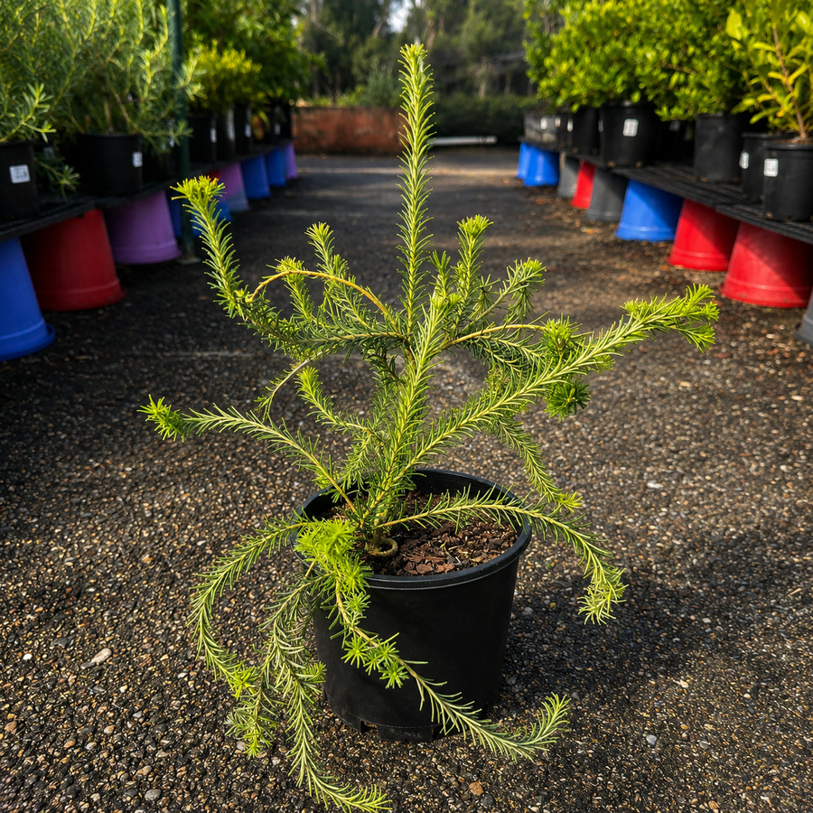 Golden Girl Banksia (Banksia spinulosa ‘Golden Girl’) from The Nurso, showing bright yellow flower spikes and spiny foliage.