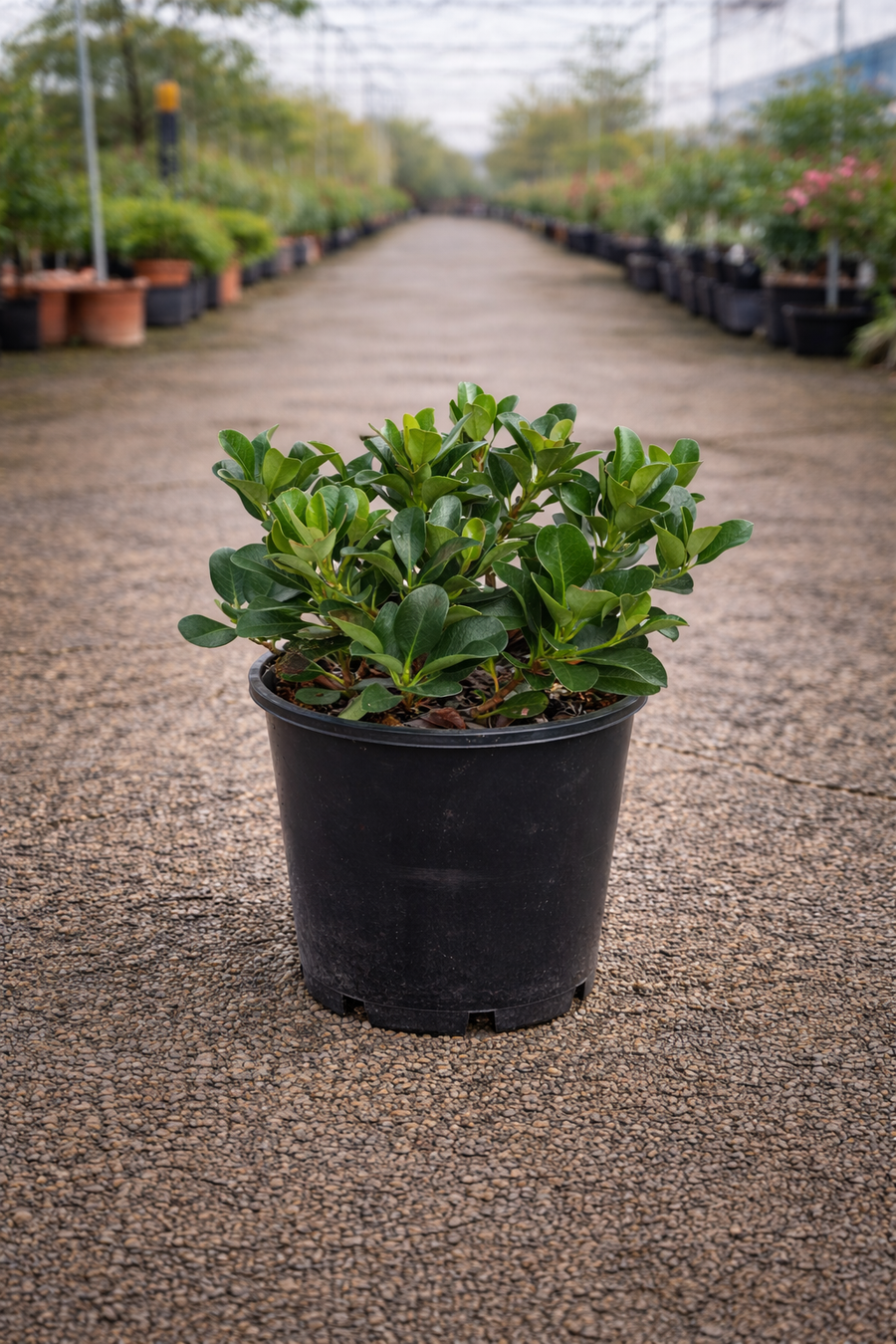 Rhaphiolepis ‘Minikins’ Indian Hawthorn shrub with dark green foliage and clusters of pink flowers, cultivated by The Nurso.