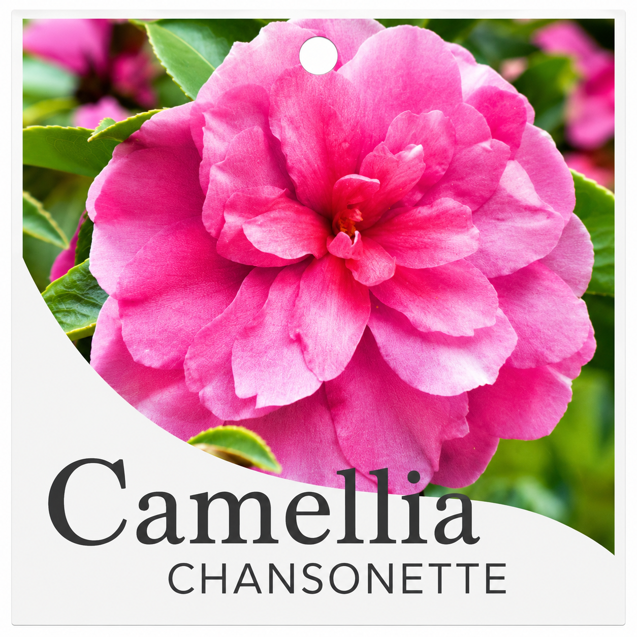 Camellia Chansonette