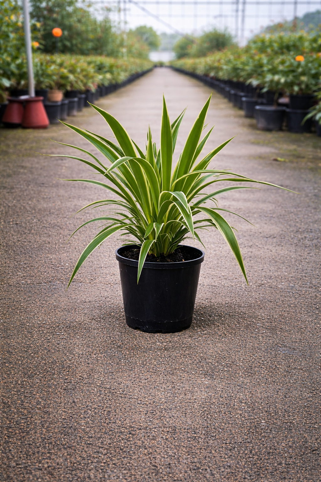 Variegated Spider Plant Chlorophytum comosum ‘Ocean’ by The Nurso with green and white striped leaves in a pot