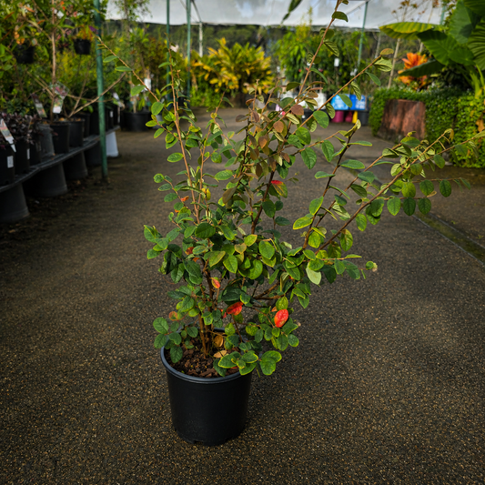 Loropetalum chinense 'Razzleberri' Chinese Fringe Flower shrub with vibrant purple foliage, from The Nurso.