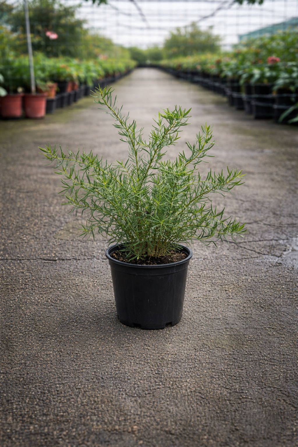 Leucadendron ‘Bright Eyes’ cone bush from The Nurso with vibrant, bright yellow-green foliage and cone-shaped flowers.