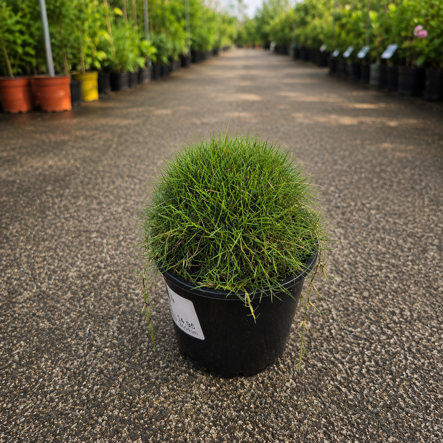 Lush Zoysia No Mow Grass by The Nurso, showing a dense, vibrant green turf ideal for low-maintenance lawn care.