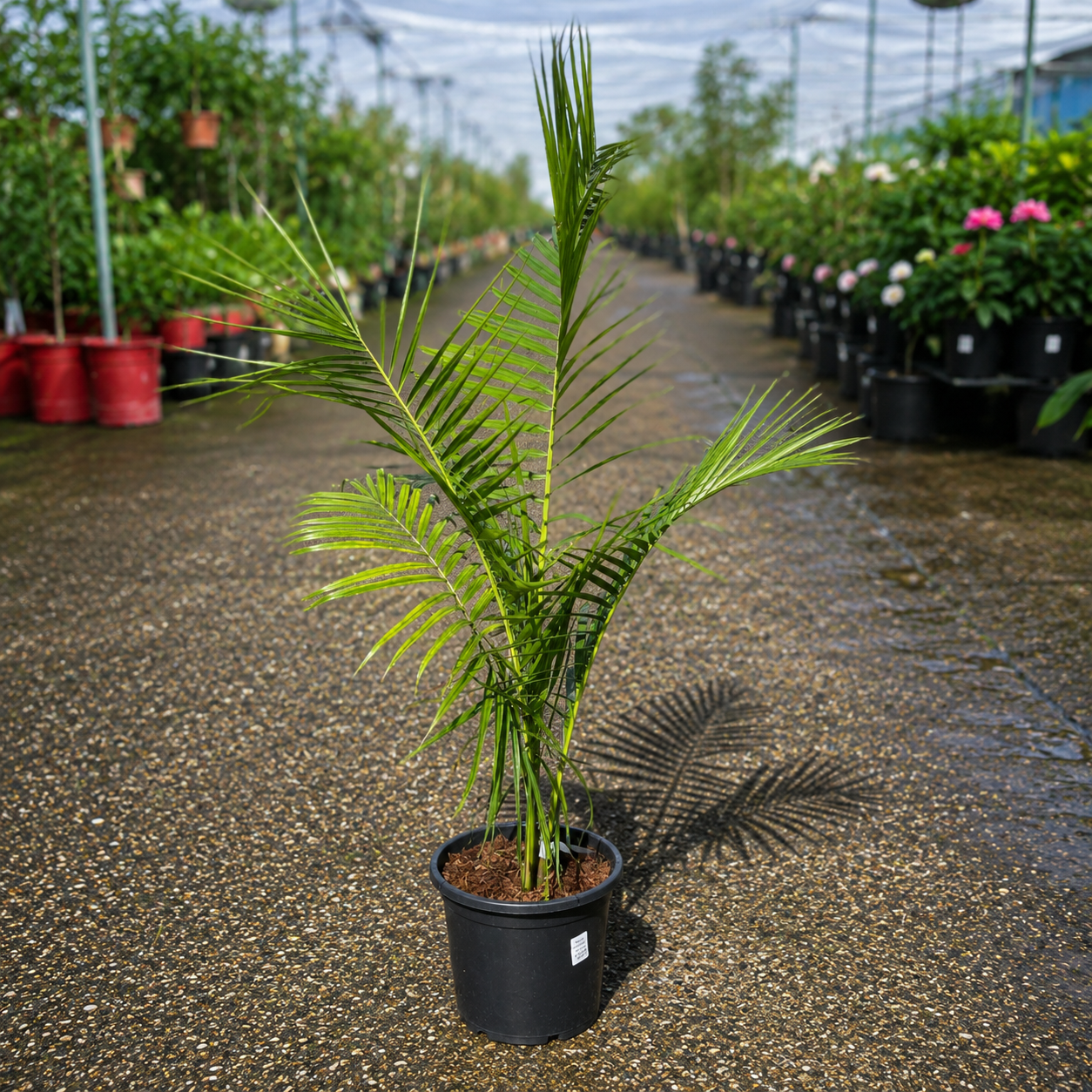 Dypsis carlsmithii stumpy palm from The Nurso with lush green fronds and a compact, bushy growth habit.