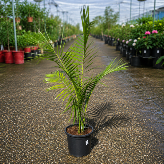 Dypsis carlsmithii stumpy palm from The Nurso with lush green fronds and a compact, bushy growth habit.