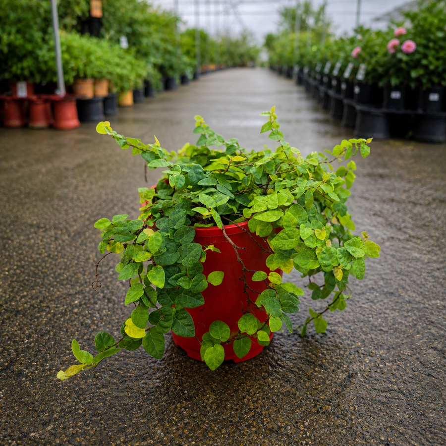 Ficus pumila Creeping Fig plant by The Nurso with lush green, vine-like foliage growing on a trellis or surface.