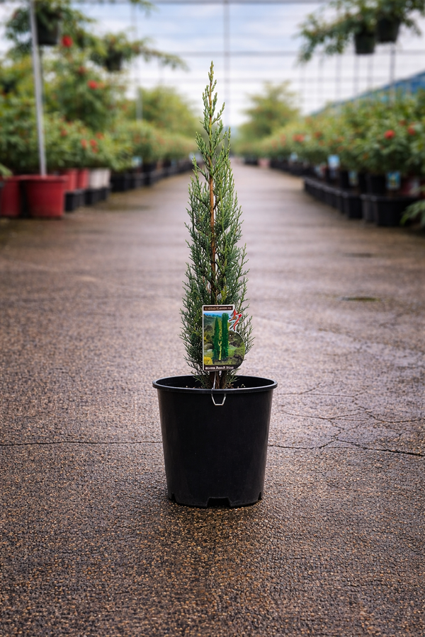 Blue Arizona Cypress (Cupressus glabra ‘Glauca’) from The Nurso with silvery-blue foliage and upright, conical shape.