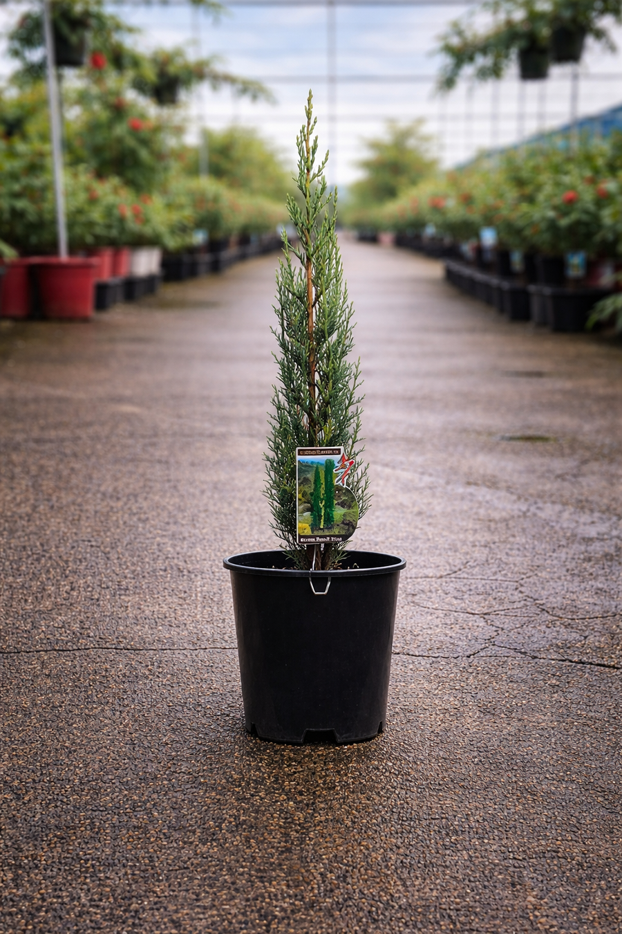 Blue Arizona Cypress (Cupressus glabra ‘Glauca’) from The Nurso with silvery-blue foliage and upright, conical shape.