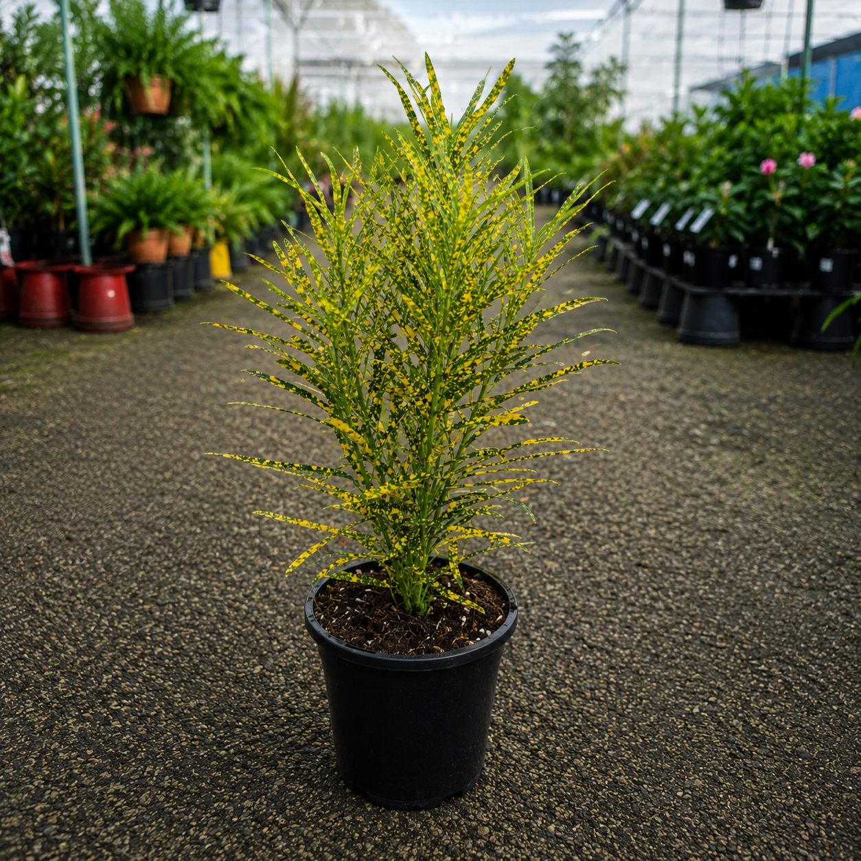 Codiaeum variegatum 'Gold Dust' (Gold Dust Croton)