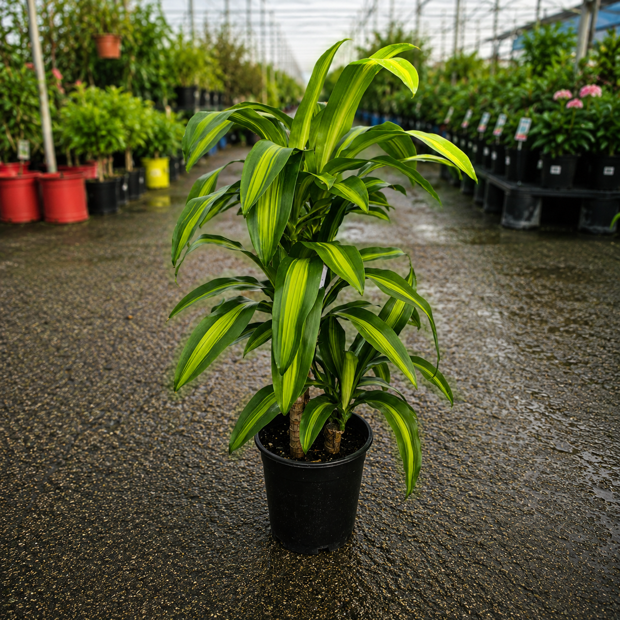 Dracaena Massangeana (Happy Plant)