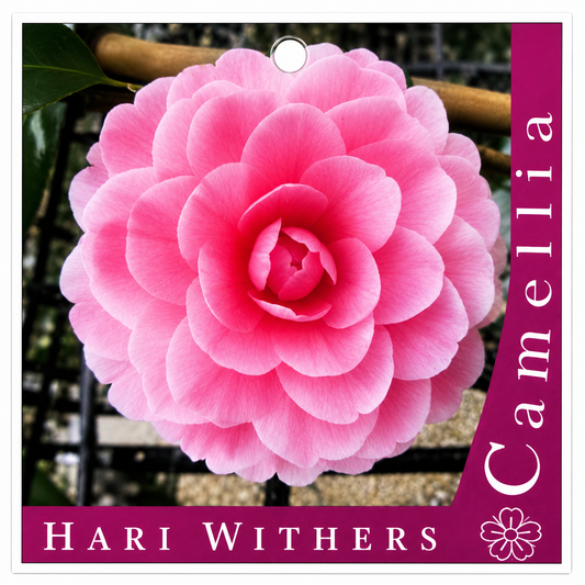 Camellia Hari Withers