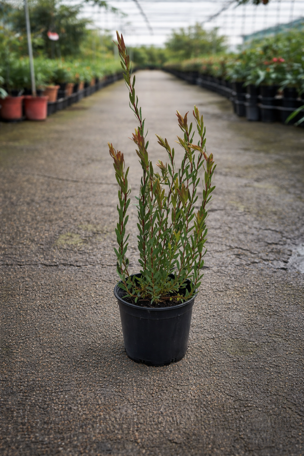 Leucadendron ‘Super Star’ cone bush by The Nurso, showcasing its unique, vibrant foliage and cone-shaped flower buds.