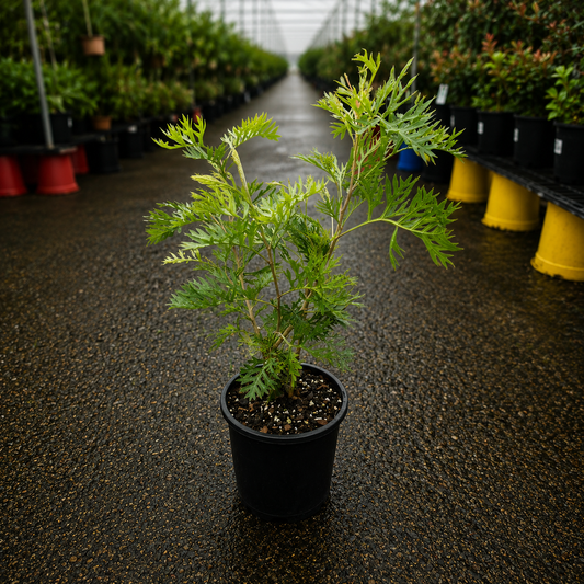Grevillea 'Robyn Gordon' (Robyn Gordon Grevillea)