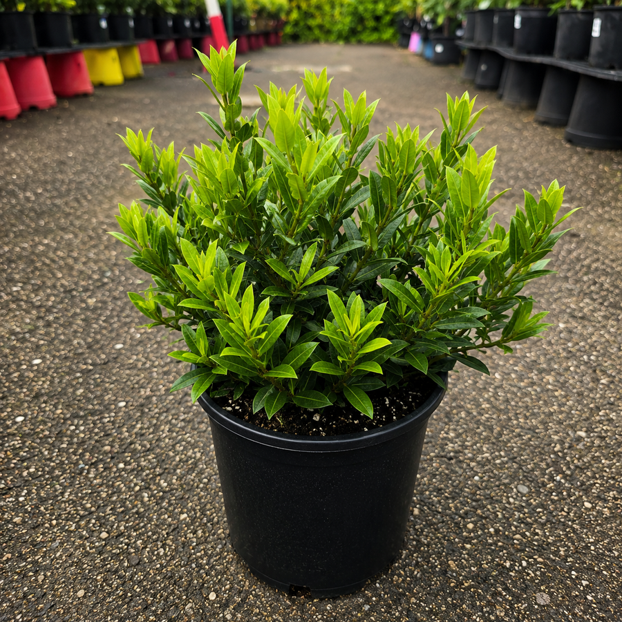Dwarf orange Ixora coccinea plant from The Nurso with vibrant orange flowers and dense green foliage.