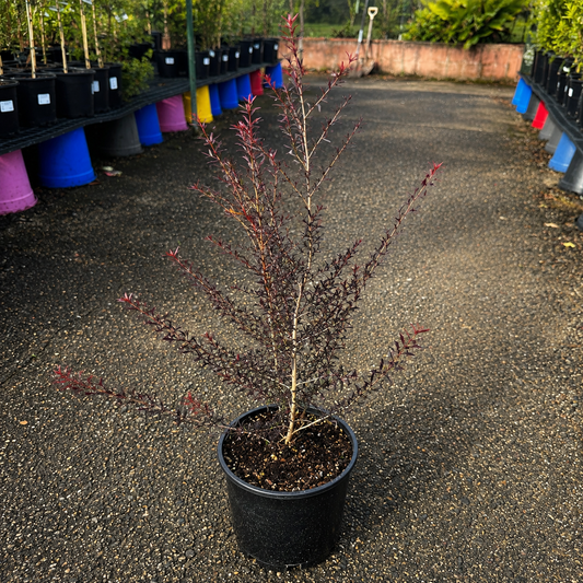 Leptospermum nanum (Dwarf Tea Tree)