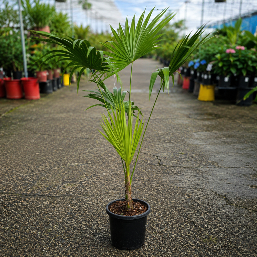 Florida Thatch Palm (Thrinax radiata) by The Nurso showcasing its fan-shaped green fronds and slender trunk.