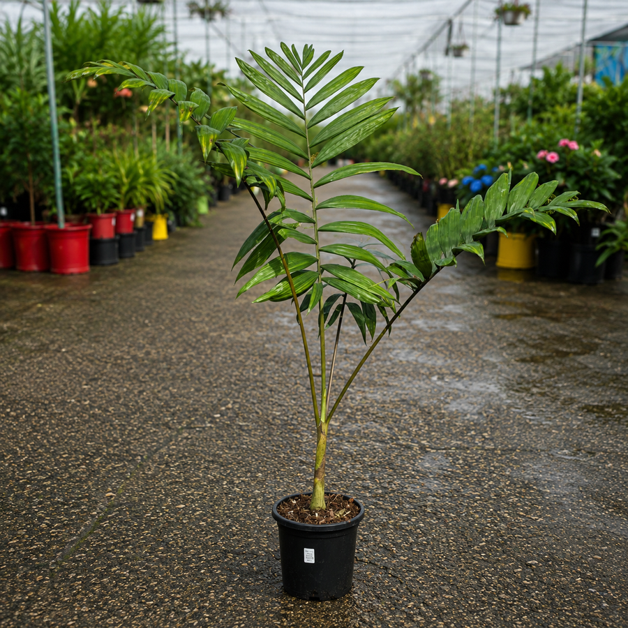 Chambeyronia hookeri (Hooker’s Flame Thrower Palm)