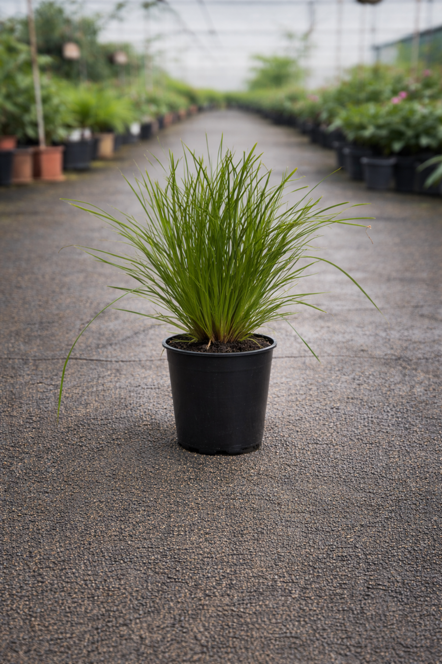 Lomandra ‘Little Pal’ dwarf mat rush by The Nurso, showing dense green foliage and fine, grass-like leaves.