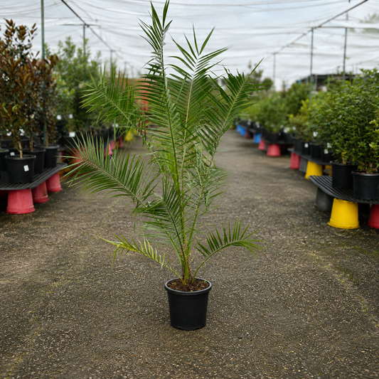 Phoenix reclinata Senegal Date Palm from The Nurso with lush green fronds and tall, slender trunk in a garden setting.