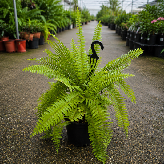 Nephrolepis exaltata (Boston Fern)
