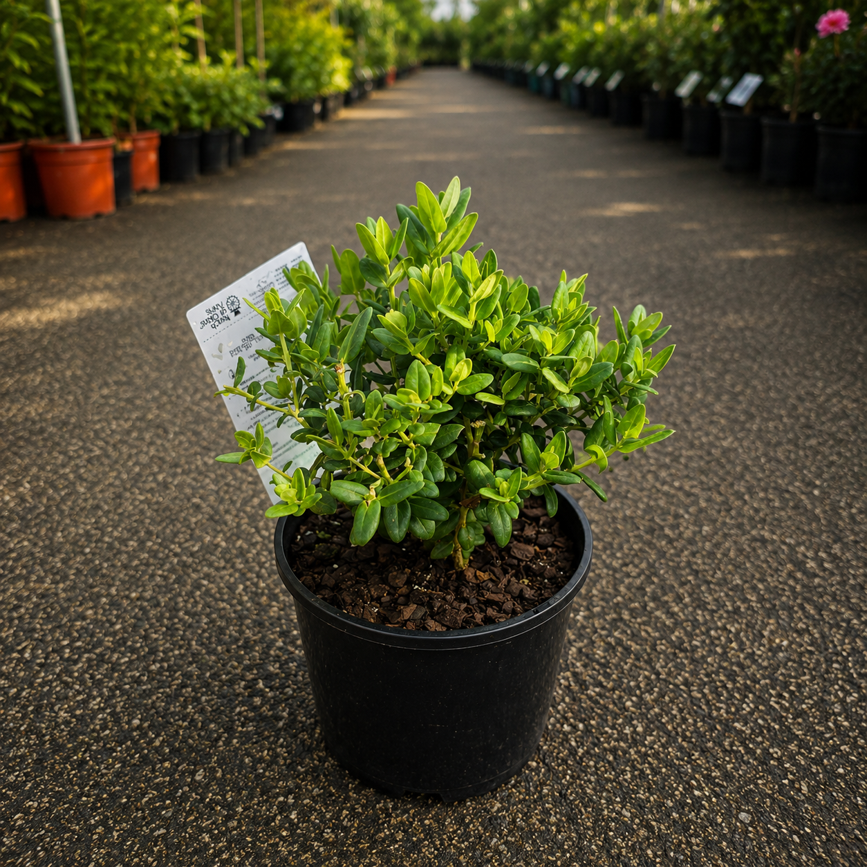 Polygala Little Polly plant by The Nurso with vibrant green leaves and small colorful flowers on a white background.