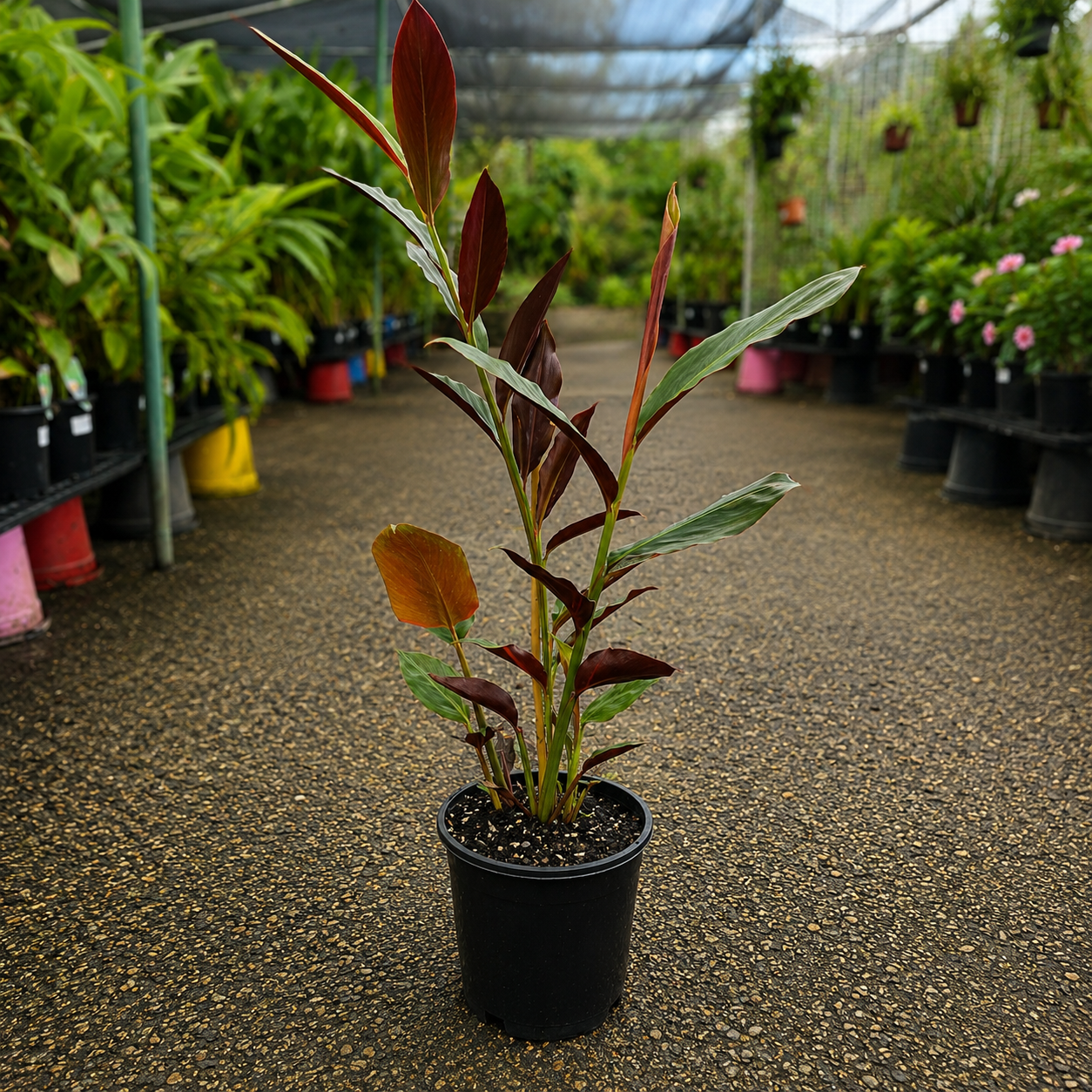 Alpinia zerumbet 'Red Back' (Red Back Ginger)