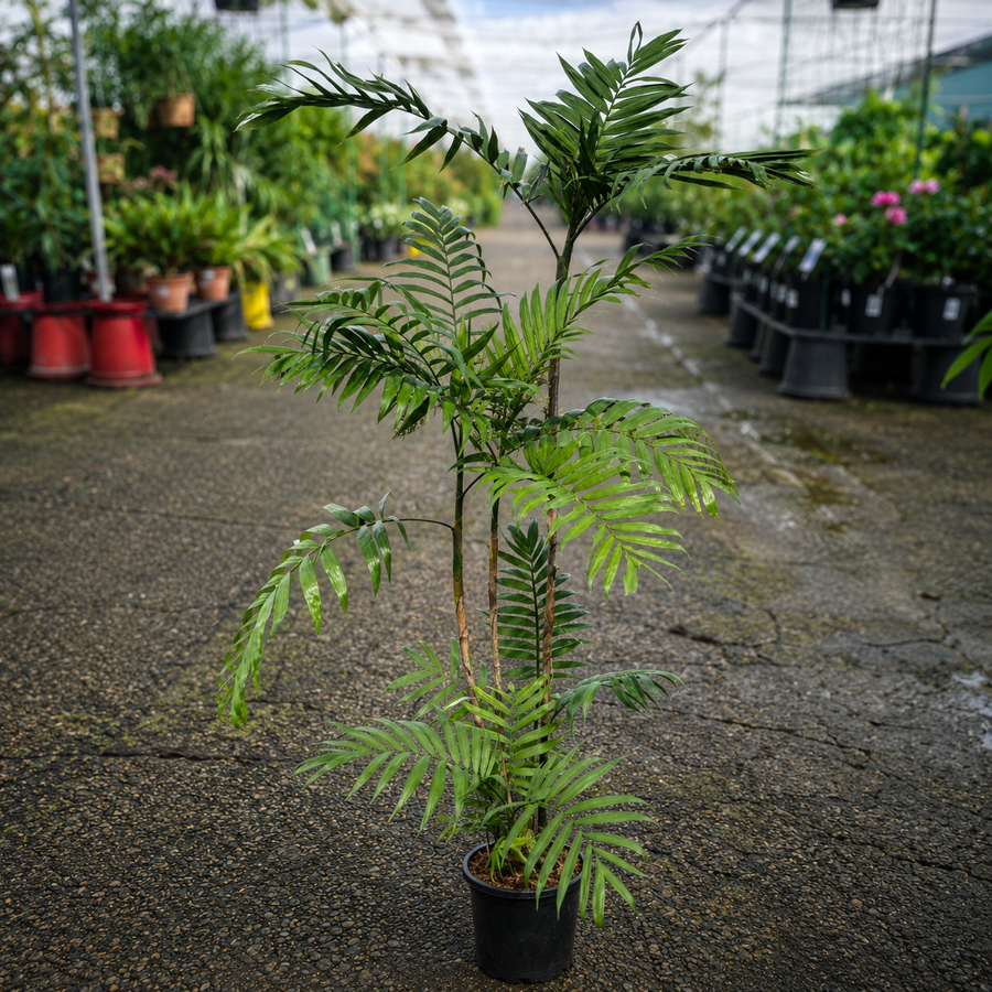 Costa Rica Bamboo Palm by The Nurso, lush green indoor plant with slender stems and feathery fronds, ideal for home or office decor.
