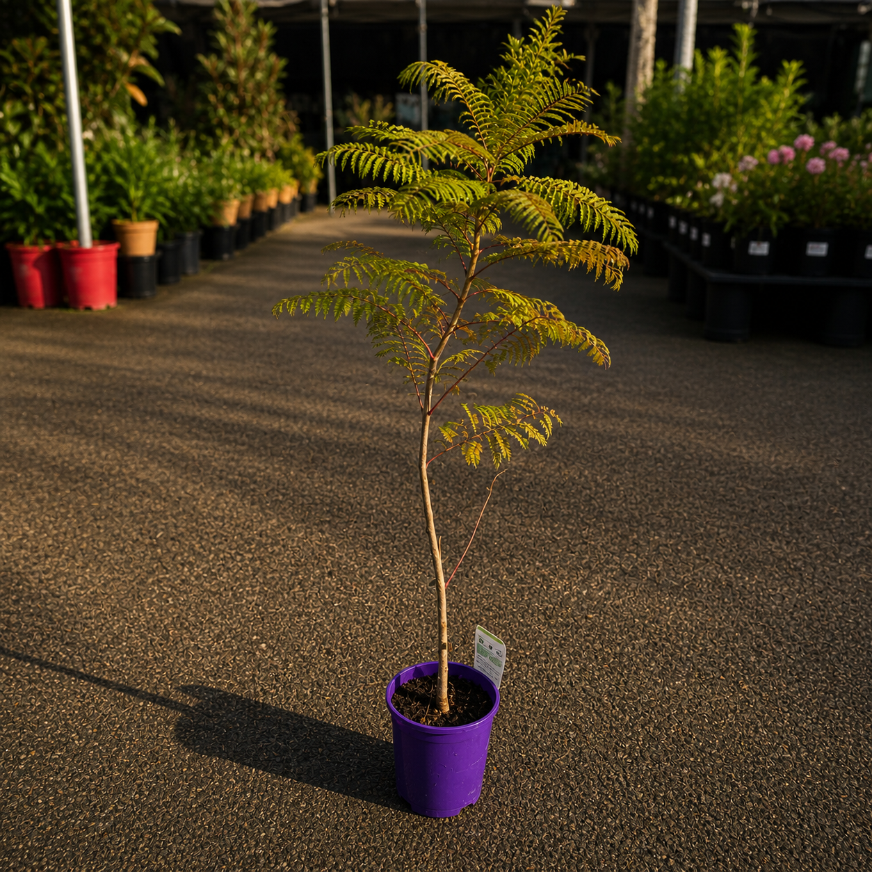 Jacaranda mimosifolia