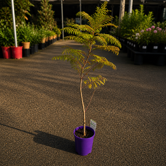 Jacaranda mimosifolia