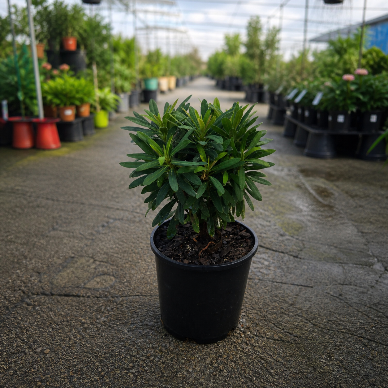 Euphorbia Ascot Liliput