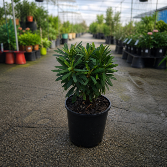 Euphorbia Ascot Liliput