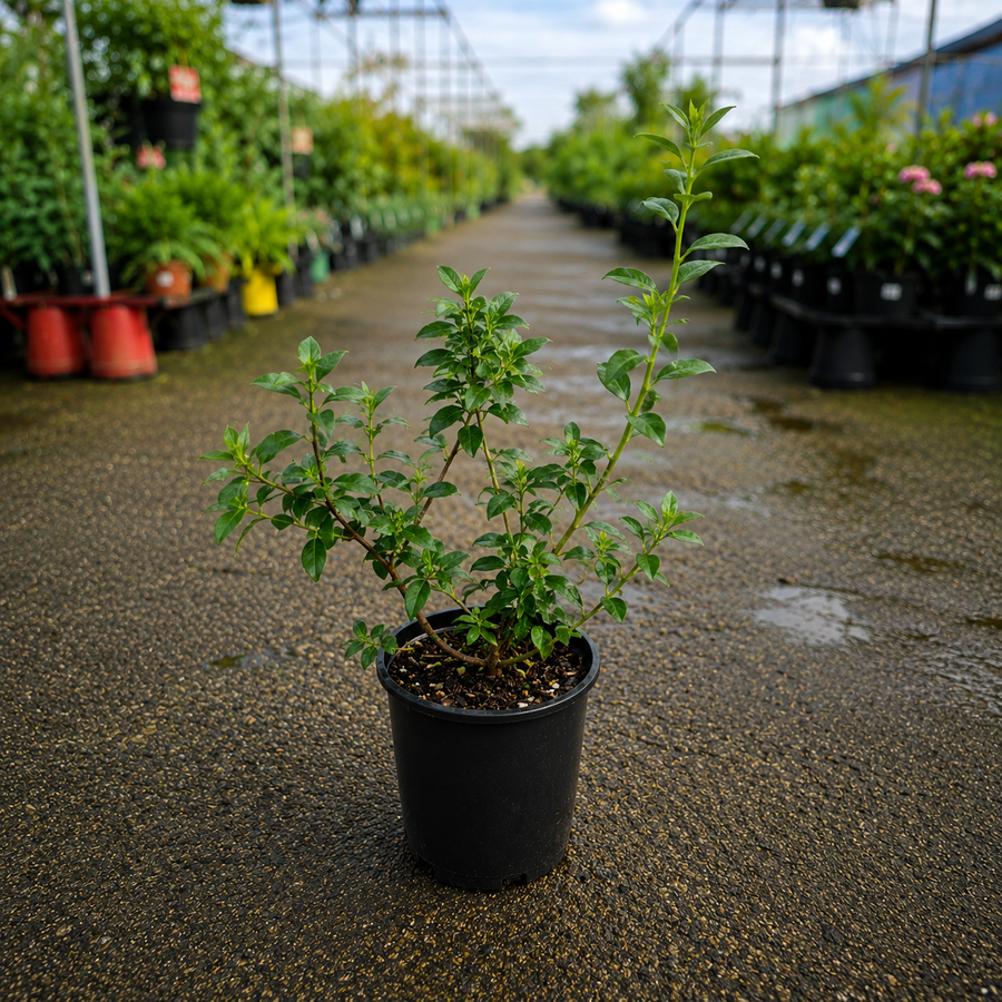 Healthy Vaccinium ‘Vitality’ blueberry plant from The Nurso with lush green leaves and developing berries.