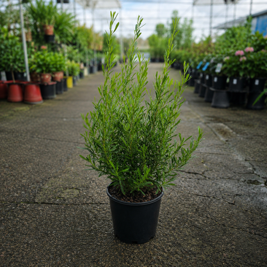 Dodonaea viscosa 'Mr Green Sheen' (Mr Green Sheen Hop Bush)
