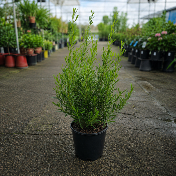 Dodonaea viscosa 'Mr Green Sheen' (Mr Green Sheen Hop Bush)