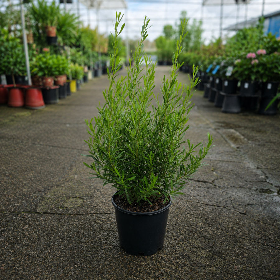 Dodonaea viscosa 'Mr Green Sheen' (Mr Green Sheen Hop Bush)