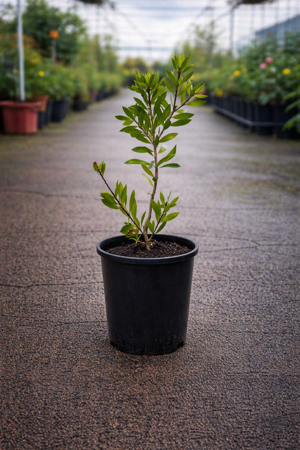 Michelia ‘Coco’ magnolia tree by The Nurso with lush green foliage and white fragrant flowers in full bloom.