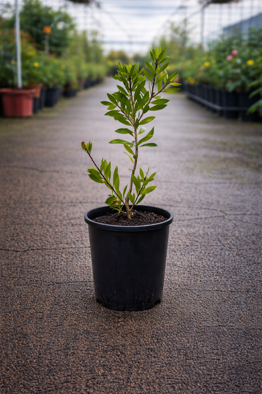 Michelia ‘Coco’ magnolia tree by The Nurso with lush green foliage and white fragrant flowers in full bloom.