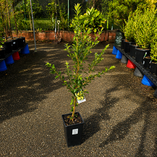 Backhousia myrtifolia (Grey Myrtle)