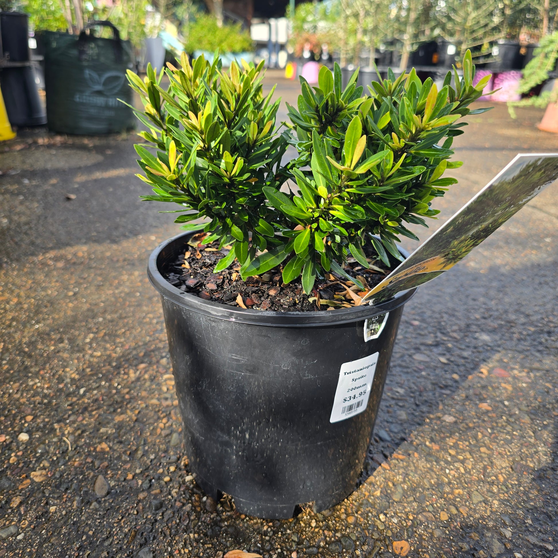 Healthy Tristaniopsis Sprite plant from The Nurso with lush green foliage and compact growth in a natural setting.