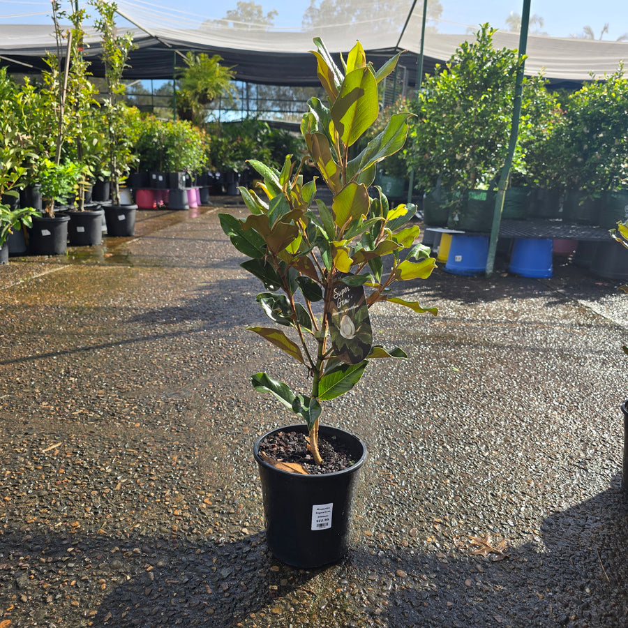 Magnolia Super Gem flower by The Nurso showing vibrant pink petals and green foliage in natural light.