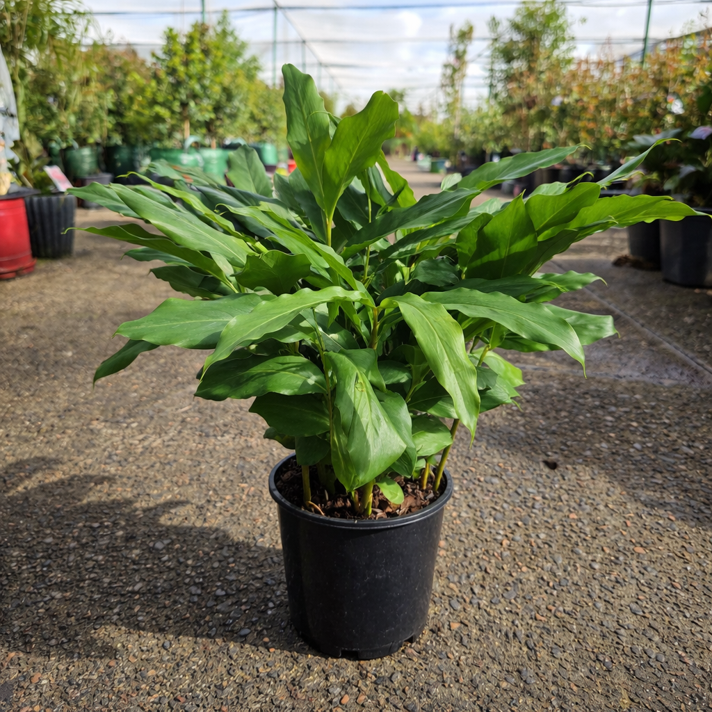 Fresh Alpinia mutica, also known as False Cardamom Ginger, from The Nurso, showing vibrant green rhizomes and leafy stems.