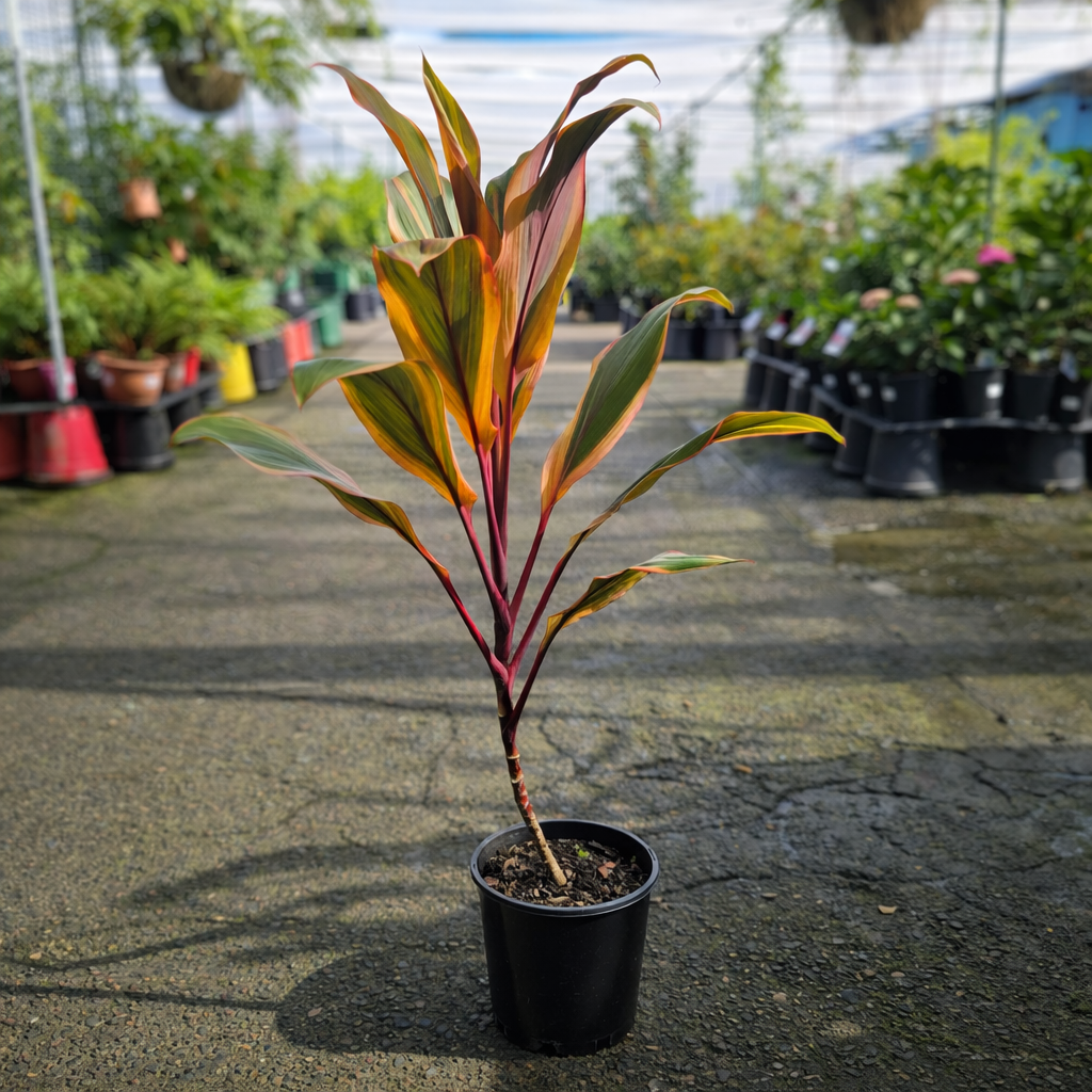 cordyline potting mix Cordyline Early Morning Diamond – The Nurso