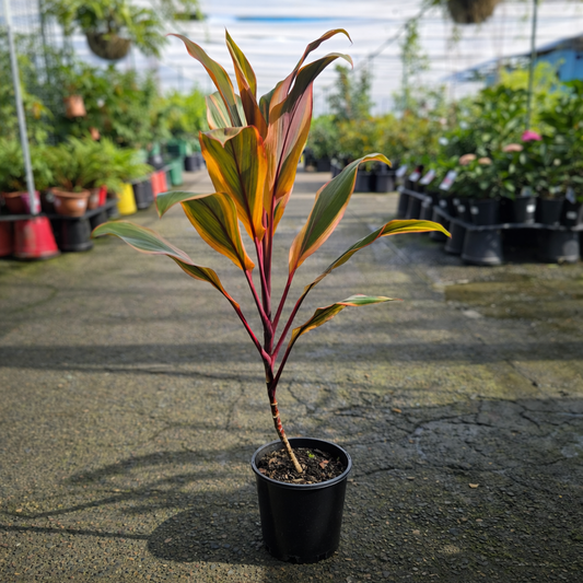 Healthy Cordyline Early Morning Diamond plant by The Nurso with vibrant green and pink foliage in a 200mm pot.