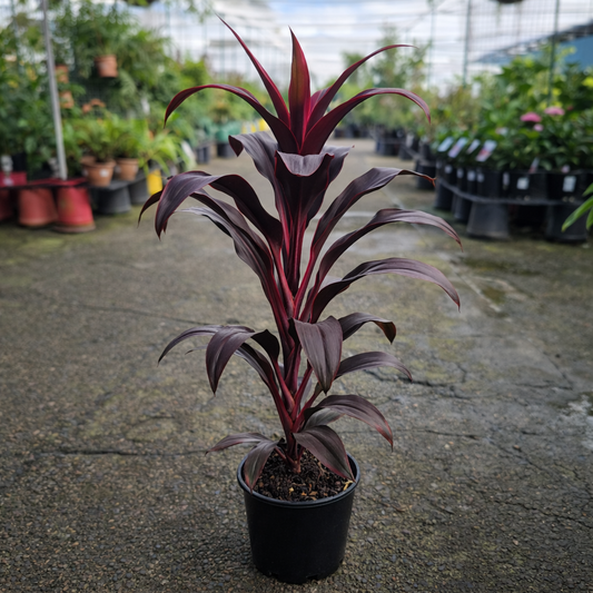 Bright red Cordyline Firestorm plant from The Nurso, showing vibrant, sword-shaped leaves in a lush garden setting.