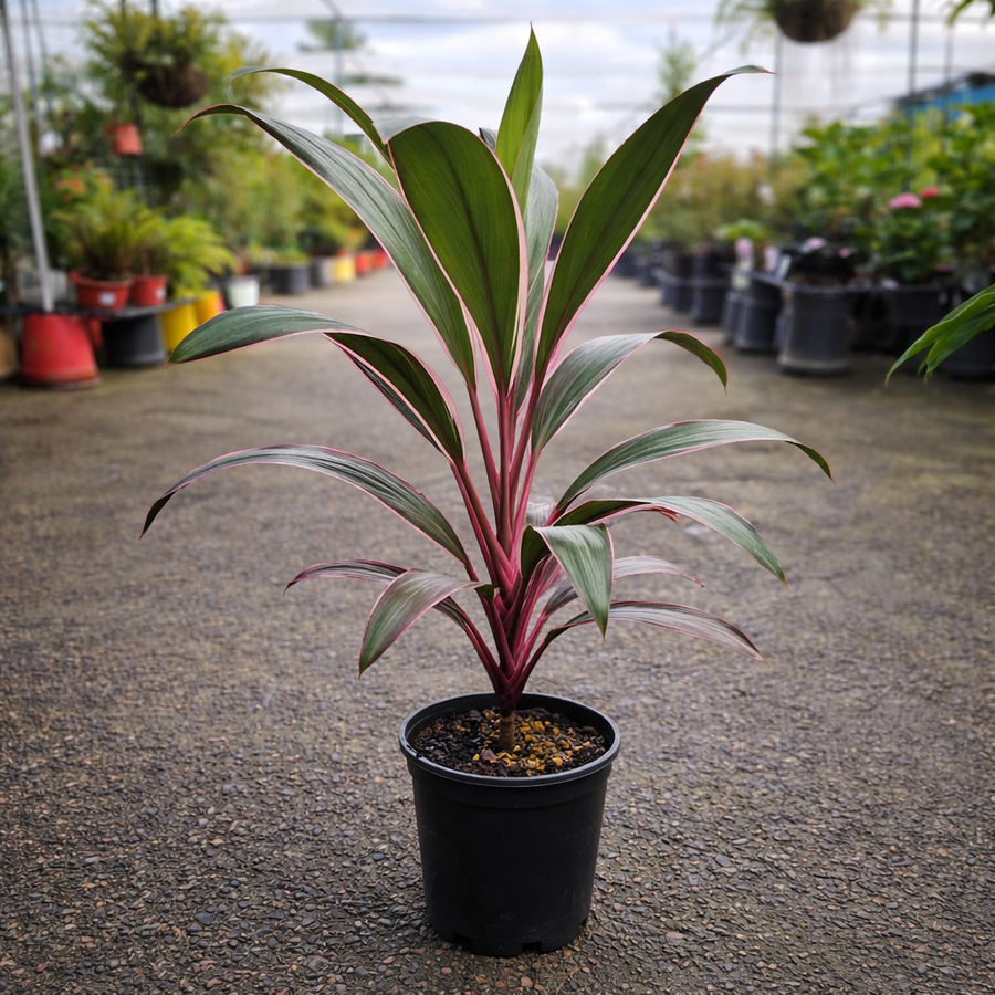 Pink Diamond Cordyline plant from The Nurso with vibrant pink foliage, potted in a black container, showcasing lush tropical leaves.