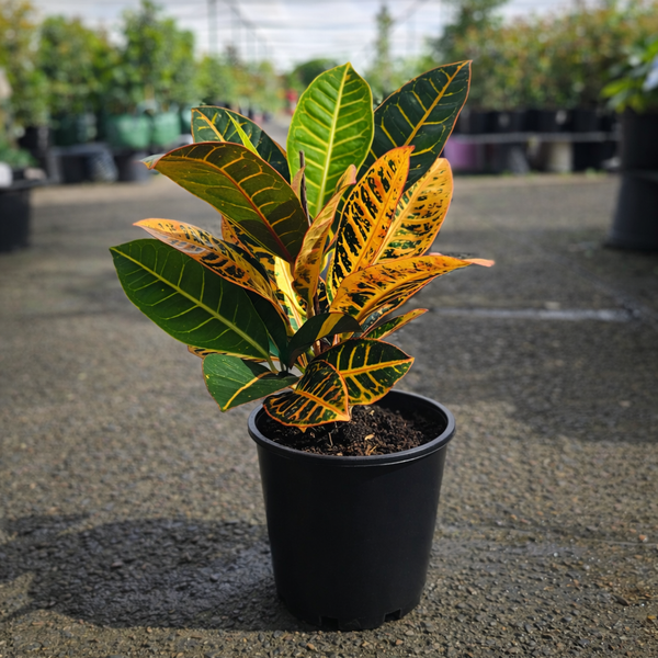 Healthy Croton Petra plant from The Nurso with vibrant green and red leaves, shown in a close-up view.