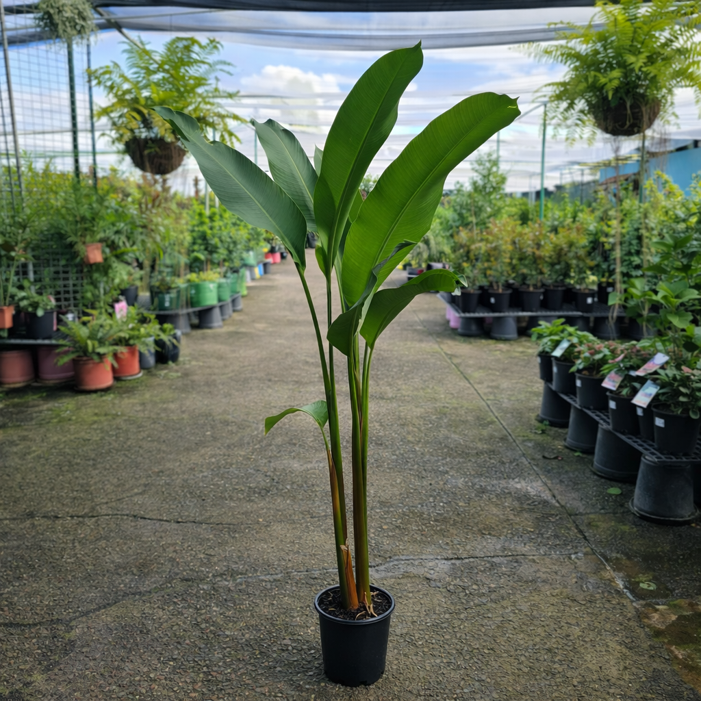 Close-up of Heliconia Hot Rio Nights flower, vibrant red and green foliage, from The Nurso, showcasing tropical plant details.