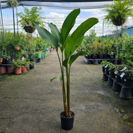 Close-up of Heliconia Hot Rio Nights flower, vibrant red and green foliage, from The Nurso, showcasing tropical plant details.
